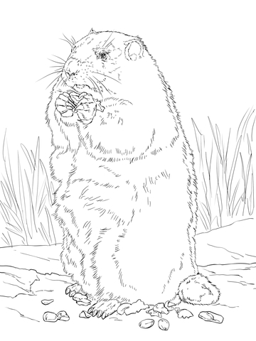 Groundhog Eating Corn Coloring Page